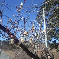 梅の花が咲き始めました