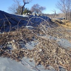キウイフルーツも枝切り作業をしました