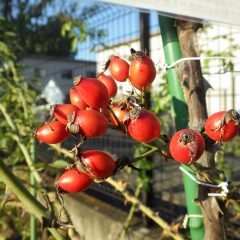 ローズヒップが茜色になりました