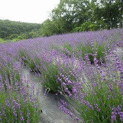 農場のラベンダーが満開の時期を迎えました