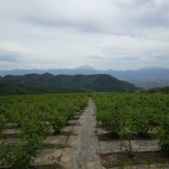 雲に覆われたローズ畑