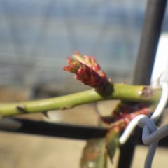 つるバラの芽から若葉の端が見えて来ました