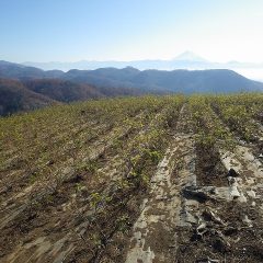 清掃作業が終わり綺麗になっているローズ畑