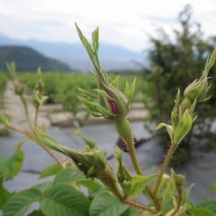 蕾の間からピンクの花びらが見えて来ました