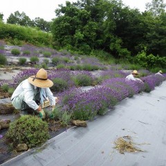 生憎のお天気の中、ラベンダーの収獲が始まりました