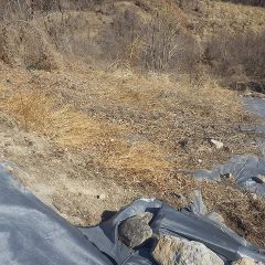 枝切りが終わったキウイフルーツ横の枯草の片付け作業