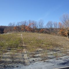 落ち葉で埋まったローズ畑も清掃が終わりました