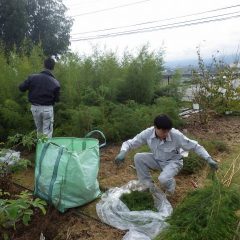 午後になって雨が上がったのでティートゥリーを収獲しました