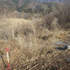 ニセアカシアは切り株から一年で背丈を超える枝が生えて来てしまいます
