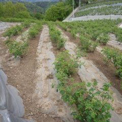 除草の終わったローズ畑