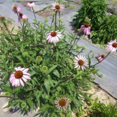 エキナセアの花も咲き始めています