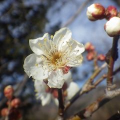 しかし、形は歪ですがまた一つ六弁の梅を見つける事が出来ました