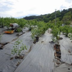 今日も這いつくばって除草作業をしています