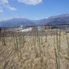 事務局前のローズ畑