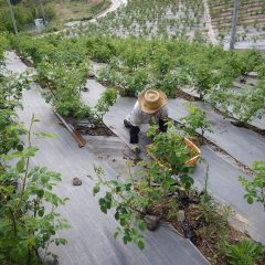 花が咲くまであと少し、除草作業にも力が入ります