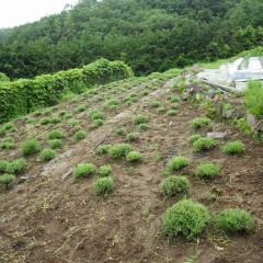 綺麗に刈り取られた畑