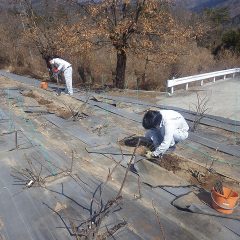 枯れたり古くなって弱って来た株を新しい元気な株に植え替えています