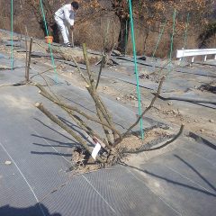 植え替えた元気で新しい苗木