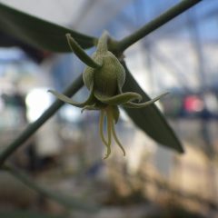 ハウスの中ではホホバの雌花から三本の黄色い雌蕊が伸びて来ました