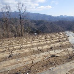 ローズ畑では春本番を迎える前に最後の清掃作業中