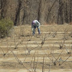 芽吹きの春を迎える準備万端