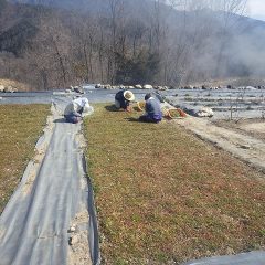 カモマイル・ジャーマン畑では除草作業中です