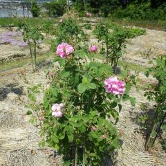 例年はGW明けに開花し始めていたので一週間ほど早い開花です