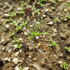 こぼれ種が発芽した苗の周りに追い蒔きした種が発芽しています