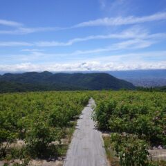 収穫作業が終わり平穏なローズ畑