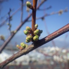 スモモの蕾も膨らんで来ました