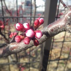 アプリコットの蕾が膨らんで花弁が見えて来ました