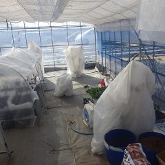 暖かくなって来たのでビニールハウス内の柑橘類に被せた防寒シートを外しました
