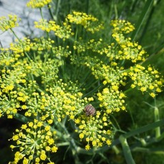 花火のように咲くフェンネルの花