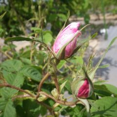 農場のローズも開花まであと少し