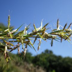 受粉期が終わりを迎えています