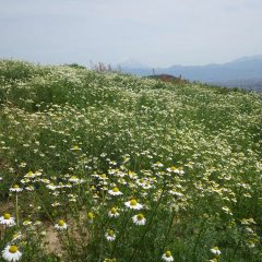 畑一面に花が咲き始めました