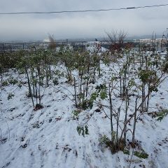 初積雪