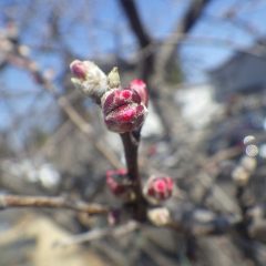 アーモンドの蕾も膨らんで来ました
