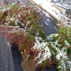 ティートゥリー・レモンは雪の重みに耐えきれず倒れてしまいました