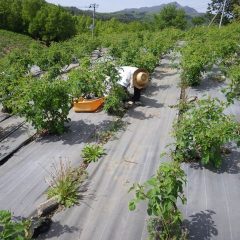 夏のような日差しの中で除草作業は今日も続いています