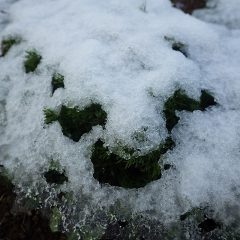 カモマイル・ローマンはすっかり雪に埋もれてしまいました