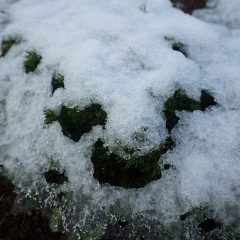 カモマイル・ローマンはすっかり雪に埋もれてしまいました