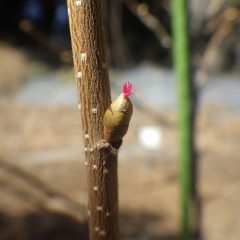 ヘーゼルナッツの雌花が咲いていました