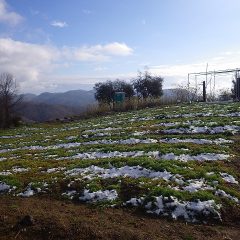 天気は急速に回復して昼前には農場の雪もほとんど解けています