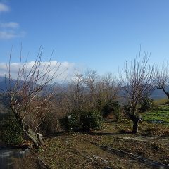 雪解けで湿った畑には入れないので畑の周りの梅の剪定をすることにしました