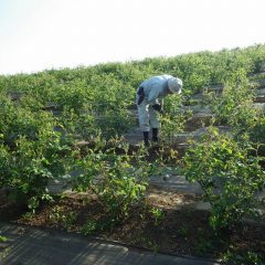 ローズ畑の除草作業は日が傾くまで続けられました