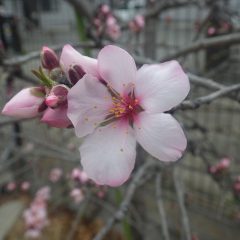 アーモンドの花も咲き始めました