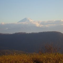 剪定作業が終わる頃、雲の上に富士山が頭を出してくれました