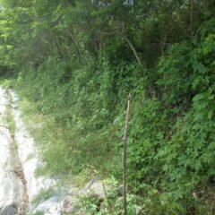 雑草が畑の中まで入って来ています