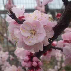 こちらは日本のアプリコットの信州大実あんず